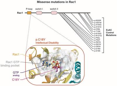 An Intellectual Disability-Related Missense Mutation in Rac1 Prevents LTP Induction